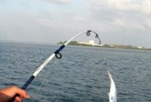 Bottom / Drift Fishing